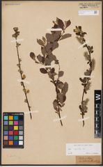 Foto von Salix aurita L.